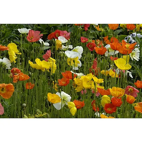 Piardino  Orientalischer Mohn