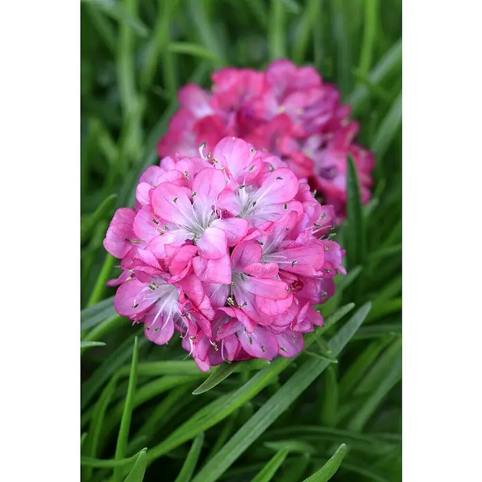 Piardino Grasnelke - Armeria maritima, Topfgröße: 19 cm, verschiedene Farben - Nahaufnahme einer rosa blühenden Zwerg-Alpenrose im Garten, die ein Gefühl von zarter Schönheit vermittelt.