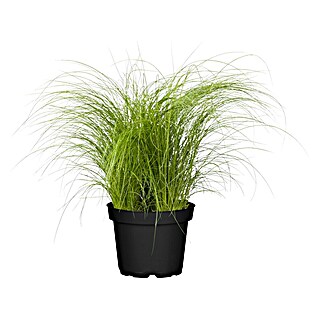 Piardino Ziergras Engelshaar (Stipa tenuissima, Topfgröße: 17 cm)