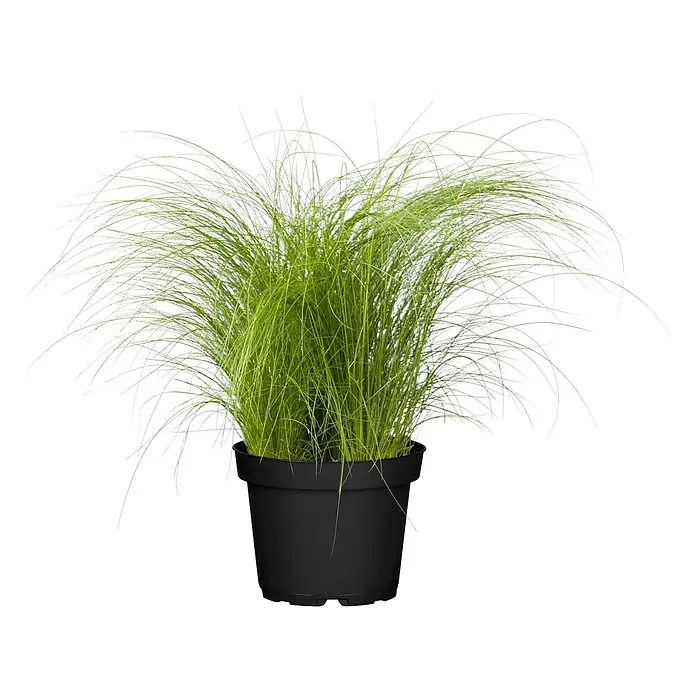 Piardino Ziergras Engelshaar - Stipa tenuissima, Topfgröße: 17 cm - Ein Topf mit dekorativem, grünen Ziergras, das eine elegante Note in jeden Raum bringt. Ideal für Innen- und Außenbereiche mit seinem üppigen Aussehen.