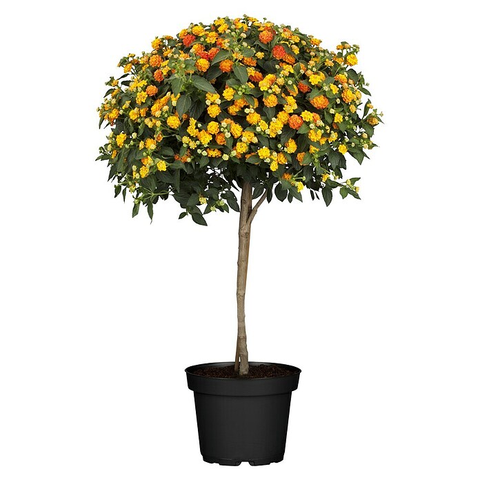 Lantana Camara-Hyb. 17  Stamm