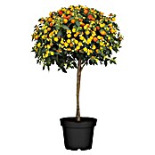 Lantana Camara-Hyb. 17  Stamm