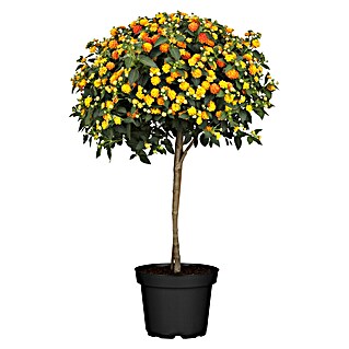 Piardino Wandelröschen (Lantana Camara Hybrid, Topfgröße: 17 cm)