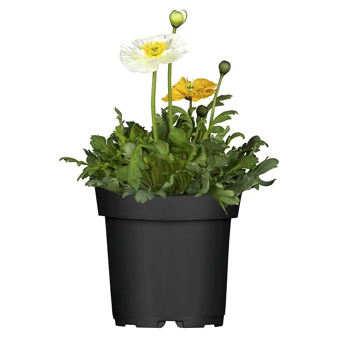Piardino Orientalischer Mohn - Papaver nudicaule Mix, Topfgröße: 12 cm - Eine Nahaufnahme einer Topfpflanze mit weißen und gelben Mohnblumen vor einem schwarzen Hintergrund.