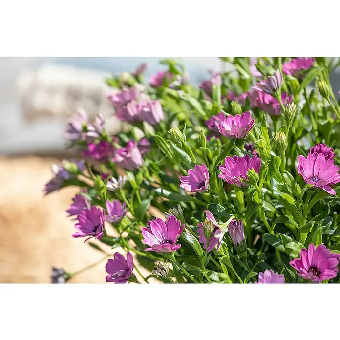 Piardino Kapkörbchen - Osteospermum ecklonis, Topfgröße: 18 cm, Sortenabhängig - Nahaufnahme von Osteospermum-Blüten, die ihre violetten Blütenblätter und die grüne Blattstruktur zeigen.