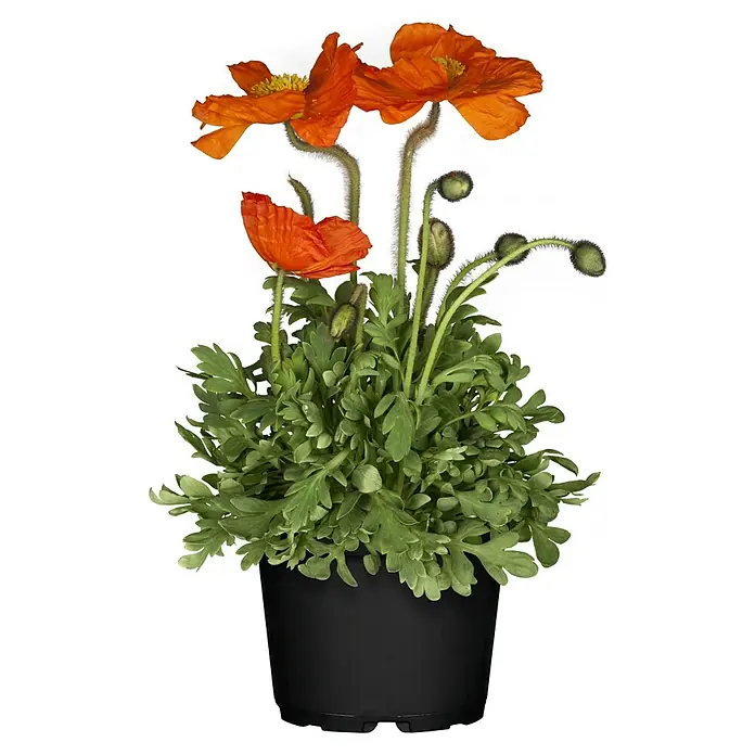 Piardino Orientalischer MohnPapaver nudicaule Mix, Topfgröße: 12 cm
