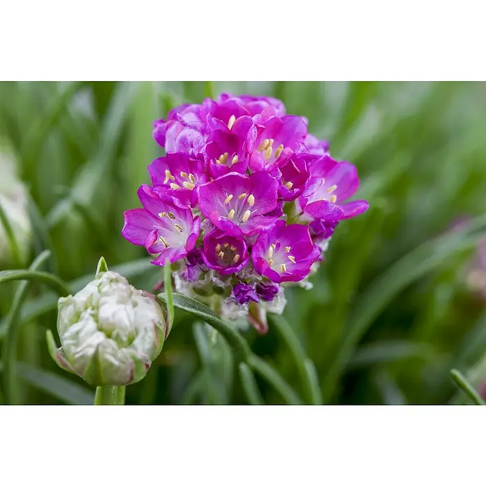 Piardino Grasnelke - Armeria maritima, Topfgröße: 19 cm, verschiedene Farben - Nahaufnahme einer bunten Strandnelke mit pinkfarbenen Blüten und einer geschlossenen Knospe inmitten grüner Halme.