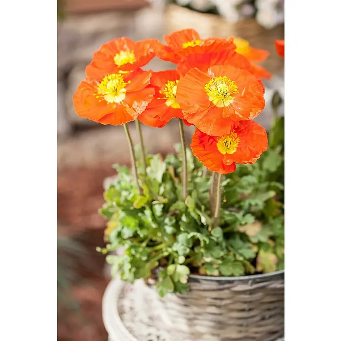 Piardino Orientalischer Mohn - Papaver nudicaule Mix, Topfgröße: 12 cm - Nahaufnahme von leuchtend orangefarbenen Mohnblumen in einem gewebten Topf, die die Schönheit der Natur und die Gartengestaltung hervorheben.
