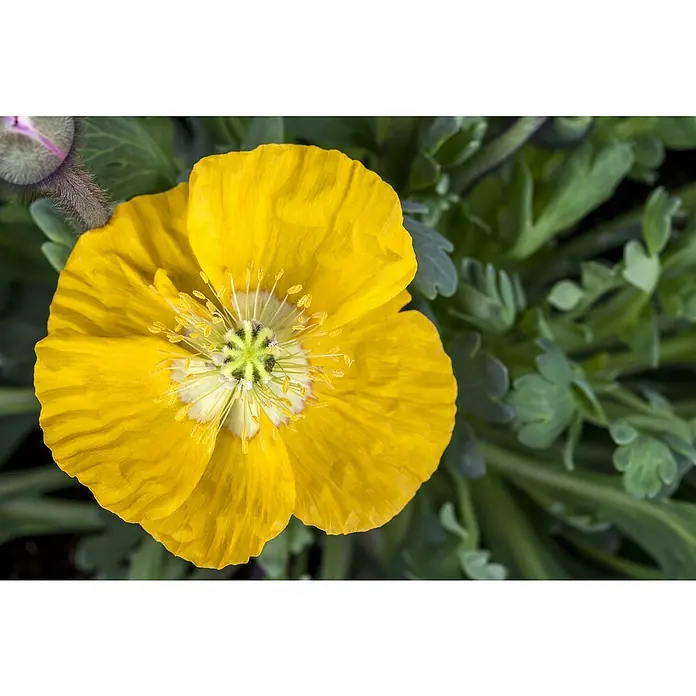 Piardino Orientalischer Mohn - Papaver nudicaule Mix, Topfgröße: 12 cm - Nahaufnahme einer gelben Mohnblume, die ihre zarten Blütenblätter und filigranen Staubgefäße zeigt, umgeben von grünem Laub.