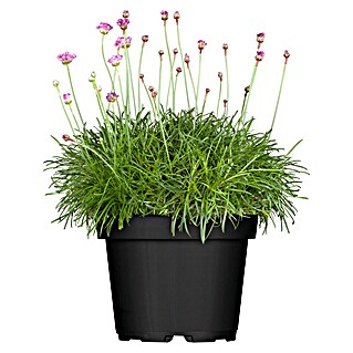 Piardino Grasnelke (Armeria maritima, Topfgröße: 19 cm, verschiedene Farben)