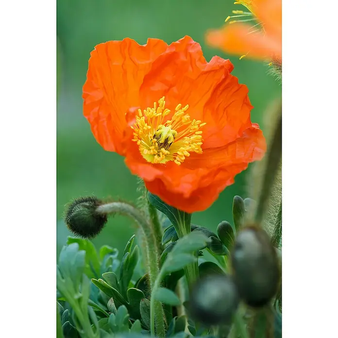 Piardino Orientalischer Mohn - Papaver nudicaule Mix, Topfgröße: 12 cm - Nahaufnahme einer leuchtend orangefarbenen Mohnblume mit gelben Staubgefäßen, umgeben von grünen Blättern und Knospen.