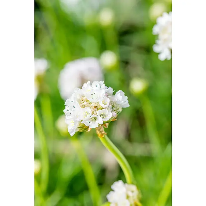 Piardino Grasnelke - Armeria maritima, Topfgröße: 19 cm, verschiedene Farben - Nahaufnahme einer zarten, weißen Strandnelke mit gelben Akzenten, umgeben von sanftem Grün, die ihre natürliche Schönheit hervorhebt.