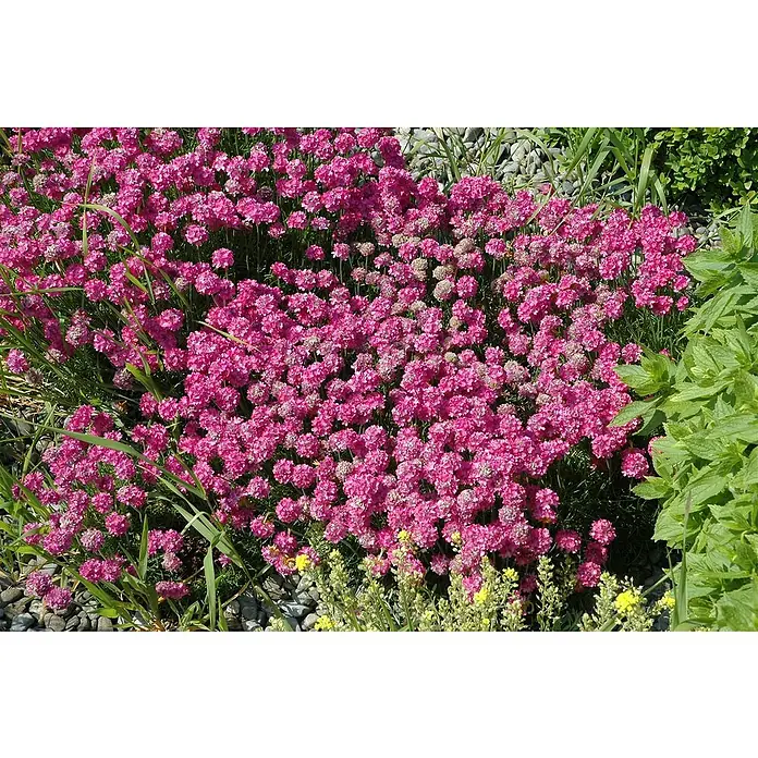 Piardino Grasnelke - Armeria maritima, Topfgröße: 19 cm, verschiedene Farben - Nahaufnahme von rosafarbenen Strandnelken (Armeria maritima) in voller Blüte, die einen dichten, farbenfrohen Teppich im Garten bilden.