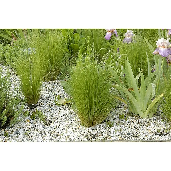 Piardino Ziergras Engelshaar - Stipa tenuissima, Topfgröße: 17 cm - Attraktives Arrangement von Ziergräsern und Lavendel in einem Steingarten, das eine natürliche und pflegeleichte Gartengestaltung zeigt.