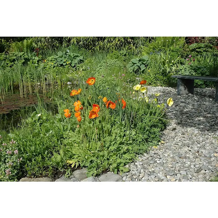 Piardino Orientalischer MohnPapaver nudicaule Mix, Topfgröße: 12 cm - Eine Nahaufnahme von Mohnblumen am Ufer eines Gartenteichs, umgeben von Grün und einem Steinsitzbereich.