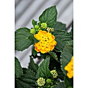 Lantana Camara-Hyb. 17  Stamm