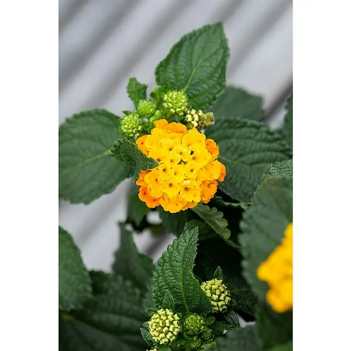 Piardino Wandelröschen - Lantana Camara Hybrid, Topfgröße: 17 cm - Nahaufnahme eines gelben Lantana-Blütenkopfes mit grünen Blättern und Knospen vor einem grauen Hintergrund.