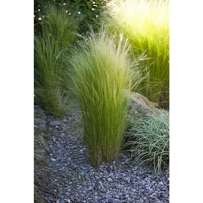 Piardino Ziergras Engelshaar - Stipa tenuissima, Topfgröße: 17 cm - Nahaufnahme von Ziergräsern in einem Garten, die durch ihre feinen Halme und die sonnige Umgebung eine beruhigende Atmosphäre schaffen.