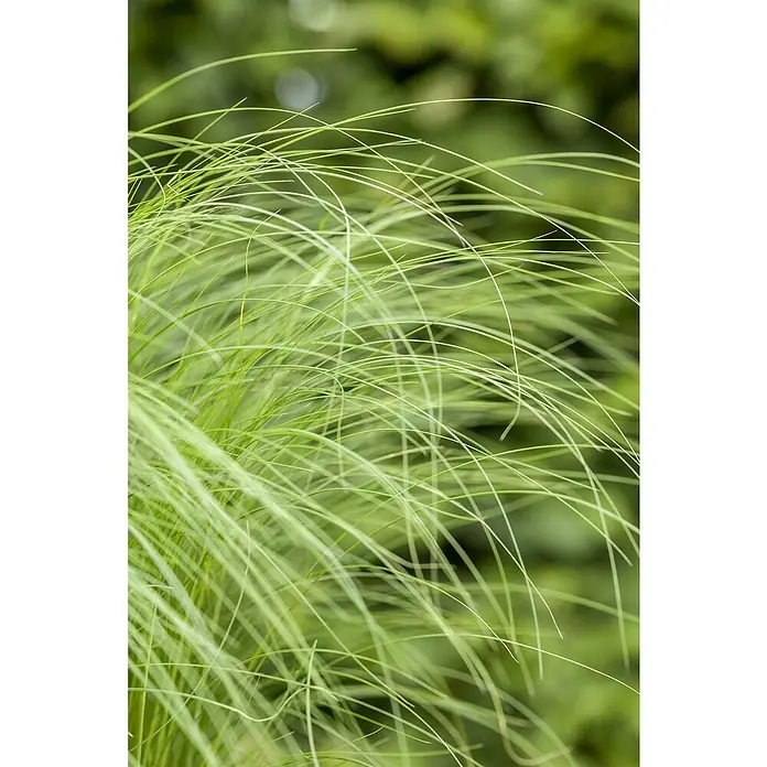 Piardino Ziergras Engelshaar - Stipa tenuissima, Topfgröße: 17 cm - Nahaufnahme von zarten, hellgrünen Gräsern, die sich elegant im Wind wiegen und eine beruhigende, natürliche Textur erzeugen.