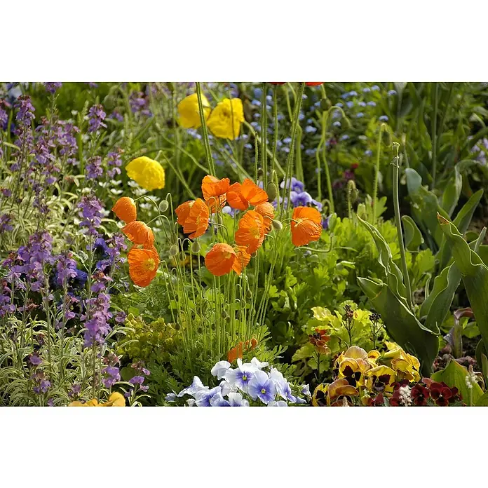 Piardino Orientalischer Mohn - Papaver nudicaule Mix, Topfgröße: 12 cm - Farbenprächtiger Blumengarten mit Mohnblumen, Veilchen und anderen Blüten in leuchtenden Farben. Vielfalt im Beet.
