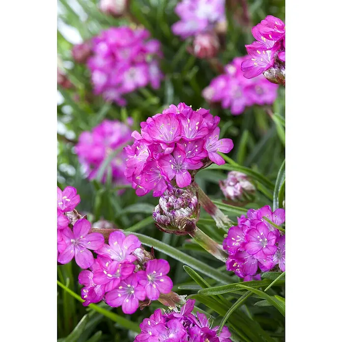 Piardino Grasnelke - Armeria maritima, Topfgröße: 19 cm, verschiedene Farben - Nahaufnahme von leuchtend pinkfarbenen Strandnelkenblüten (Armeria maritima) mit grünen Blättern.