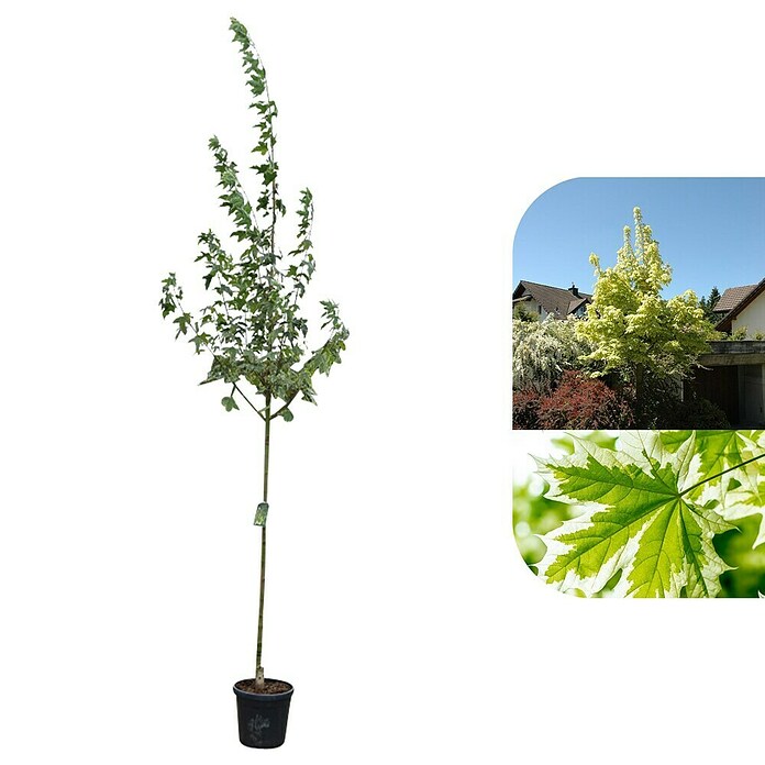 Spitzahorn (Acer platanoides 'Drummondii', Topfvolumen: 25 l, Stammhöhe: 180 cm) | BAUHAUS