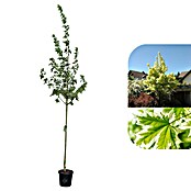 Spitzahorn (Acer platanoides 'Drummondii', Topfvolumen: 25 l, Stammhöhe: 180 cm) | BAUHAUS