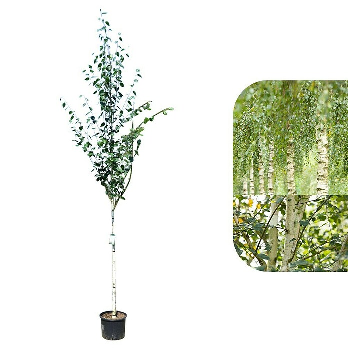 Piardino Himalaya-Birke (Betula utilis 'Doorenbos', Topfvolumen: 35 l, Stammhöhe: 180 cm) | BAUHAUS