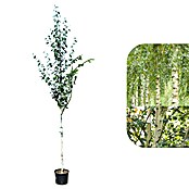 Piardino Himalaya-Birke (Betula utilis 'Doorenbos', Topfvolumen: 35 l, Stammhöhe: 180 cm) | BAUHAUS