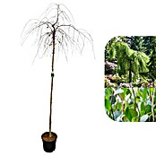 Hängebirke (Betula pendula 'Youngii', Topfvolumen: 25 l, Stammhöhe: 200 cm) | BAUHAUS