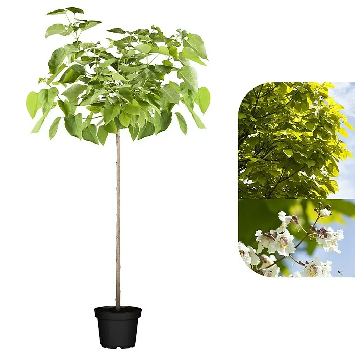 TrompetenbaumCatalpa bignonioides 'Nana', Topfvolumen: 35 l, Stammhöhe: 225 cm