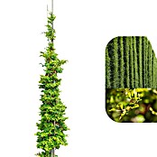 Rotbuche (Fagus sylvatica, Topfvolumen: 70 l, Stammhöhe: 180 cm) | BAUHAUS