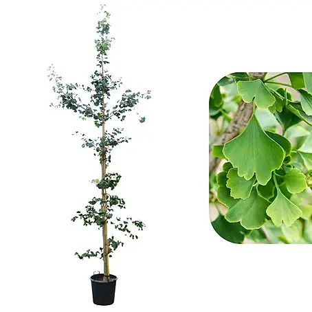 Ginkgo