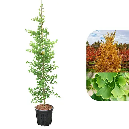 Ginkgo