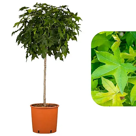 Amberbaum