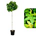 Amberbaum 