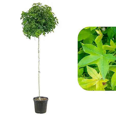 Amberbaum