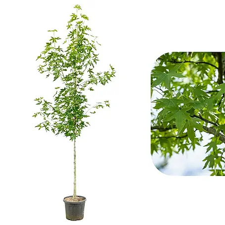 Amberbaum