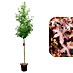 Amberbaum 