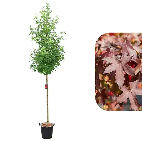 Amberbaum