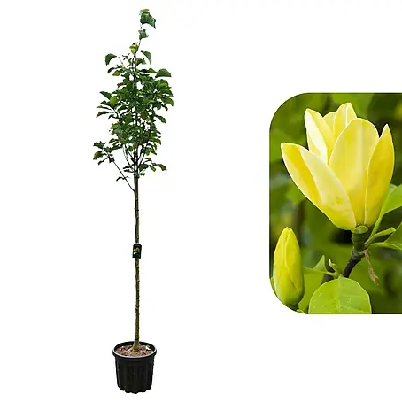 Magnolie