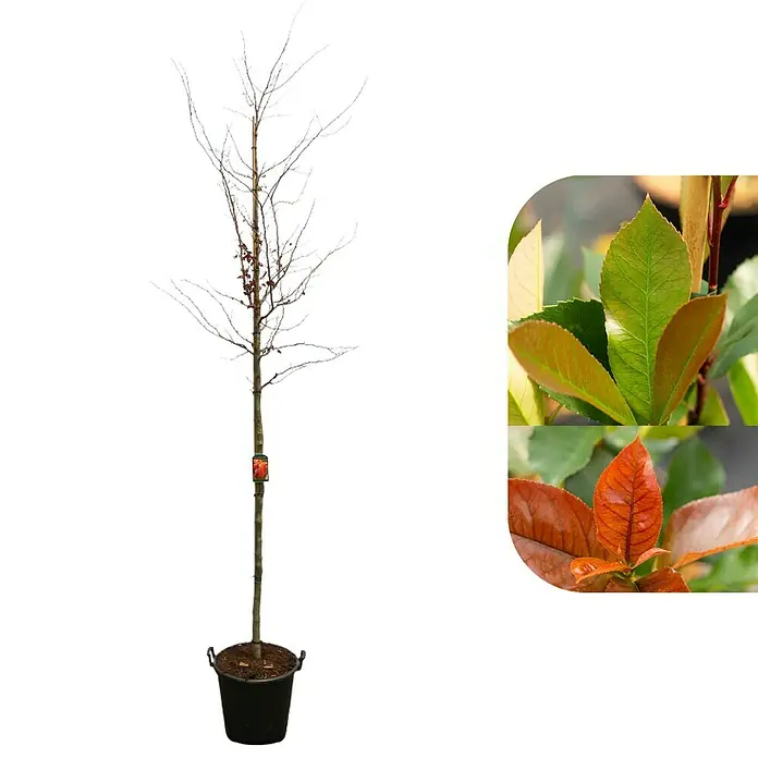 GlanzmispelPhotinia fraseri 'Red Robin', Topfvolumen: 25 l, Stammhöhe: 180 cm