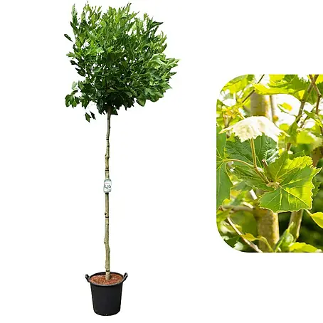 Platane