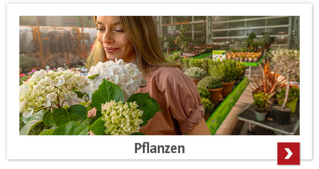 Pflanzen