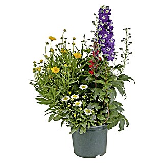 Piardino Stauden-Mix Bienen und Schmetterlingsweide (Achillea, Digitalis, Liatris, Phlox, Salvia, uvm., Topfvolumen: 3 l)