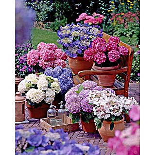 Piardino Hortensie (Hydrangea Serrata Euphorbia, Topfgröße: 19 cm)