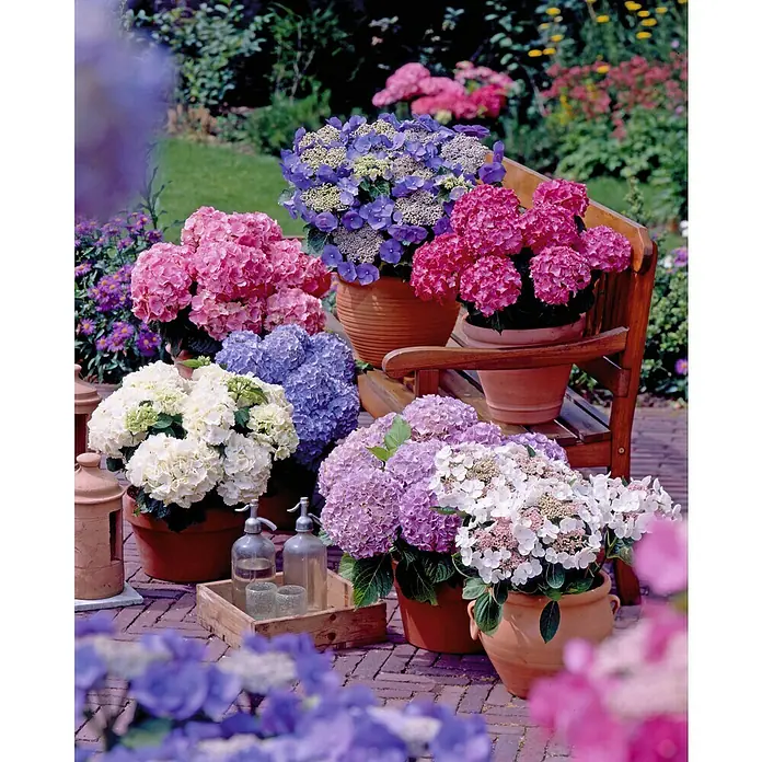 Piardino Hortensie - Hydrangea macrophylla 'Magical'®, Topfgröße: 20 cm - Diverse Hortensienblüten in Töpfen mit bunter Blütenpracht, die einen Gartenweg mit rustikalem Charme und Atmosphäre schmücken.