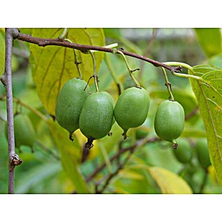 Mini-Kiwi (Actinidia arguta 'Super Issai', Topfvolumen: 3 l)