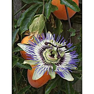 Passionsblume - Frucht Maracuja (Passiflora edulis, Topfvolumen: 5 l)