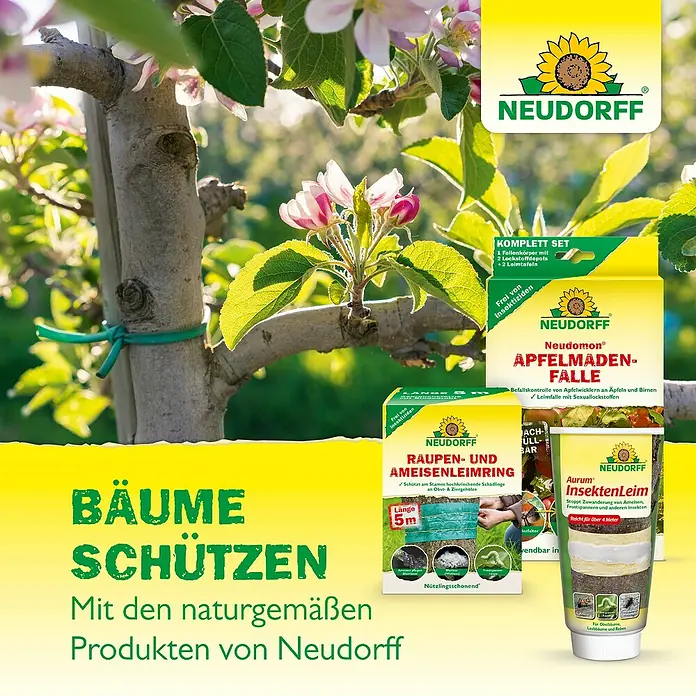 Neudorff Neudomon Obstmaden-Falle Nachfüllpack - Wirkungsdauer: 6 Wochen - Neudorff Produkte zum Baumschutz: Apfelmaden-Falle, Raupen- und Ameisenleimring (5m) und Insektenleim vor blühendem Apfelbaum.